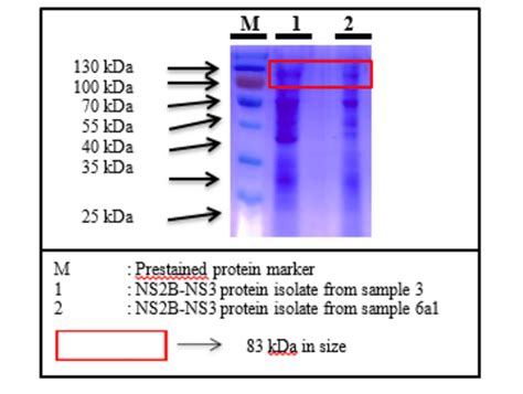 Visualization of proteins in SDS.